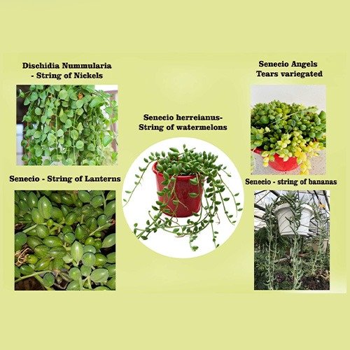 order hanging plants online Buy Hanging Plants Buster Pack