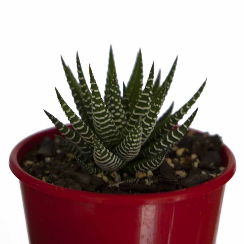 Haworthia Attenuata