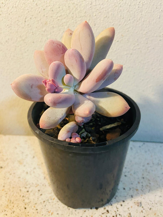 Close-up of plump, pebble-like leaves on Graptopetalum lavender pebble plant with soft lilac and silvery blue hues