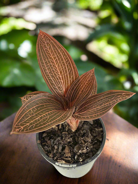 Close up of Ludisia discolor jewel orchid showing intricate copper-colored veining on dark foliage