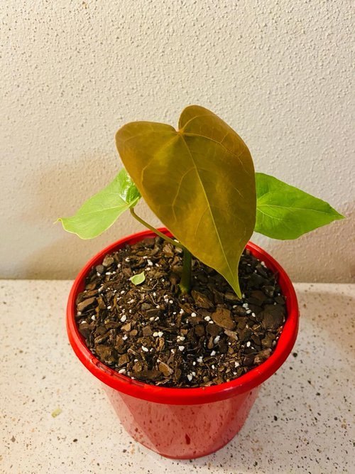 Mexican Shaving Brush Tree in full spring bloom