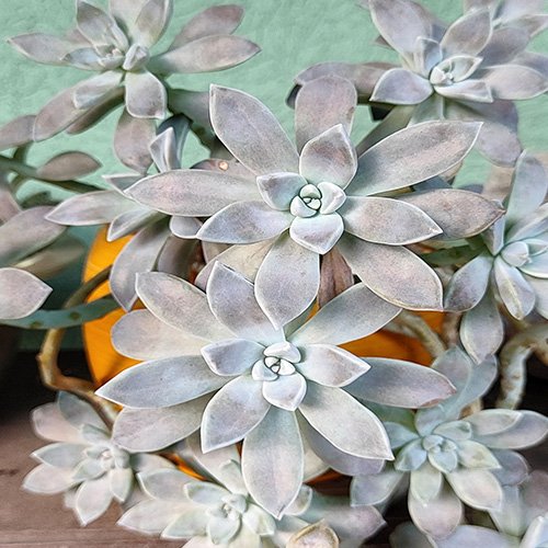 ghost plant succulent indoor Buy Graptopetalum Ghost Plant