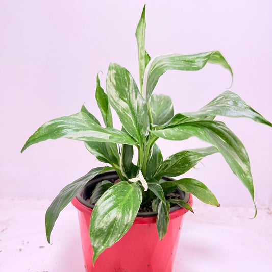Close up of Peace Lily Jet Diamond glossy foliage showing diamond-like sheen