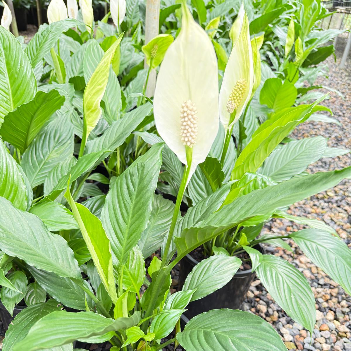 planta peace lily Buy Peace Lily 'Sensation'