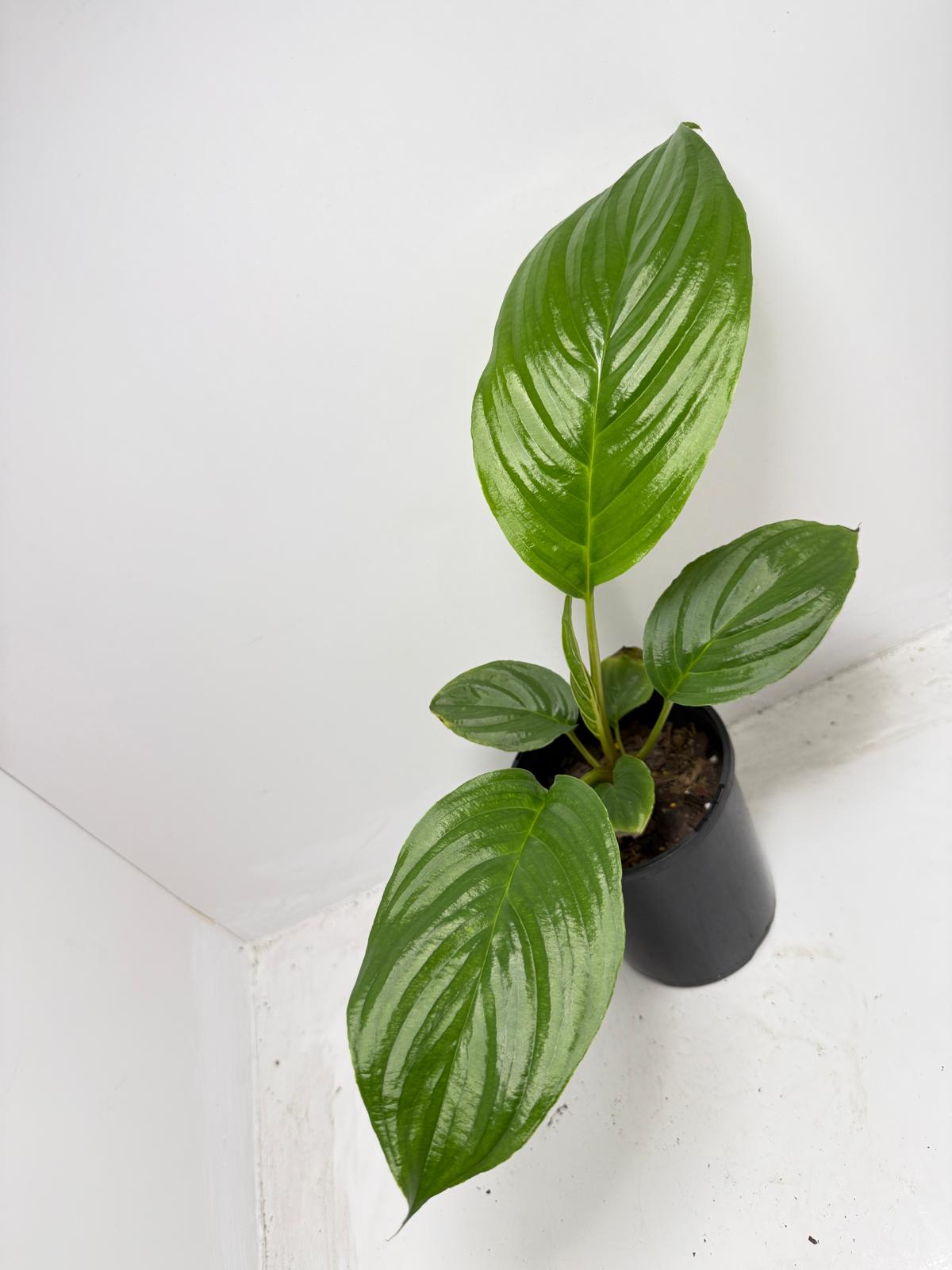 Peace Lily ‘Sensation’ 130 mm – Extra-Large Foliage Indoor Air-Purifying Plant