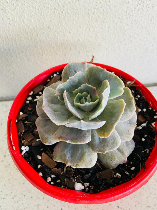 Close-up detail of Ghost Echeveria monstrose showing powdery farina coating and unique fasciated growth pattern on thick succulent leaves
