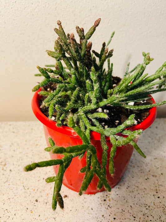 Cascading Red Coral Rhipsalis epiphytic cactus in hanging basket, ideal for Aussie indoor decor