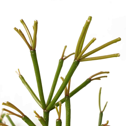 Mistletoe cactus Rhipsalis floccosa displayed in red pot showing trailing growth habit