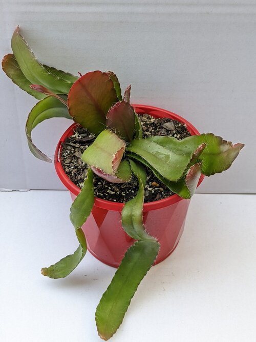 Rhipsalis Ramulosa Red Coral - Cutting