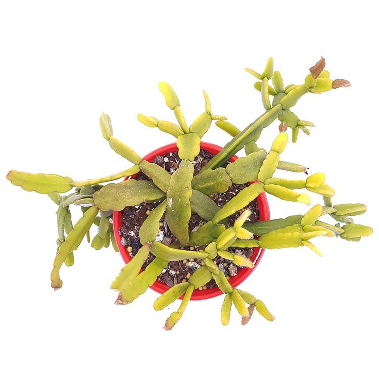 Rhipsalis Micrantha for Sale "Rice Cactus" - Trailing Succulent