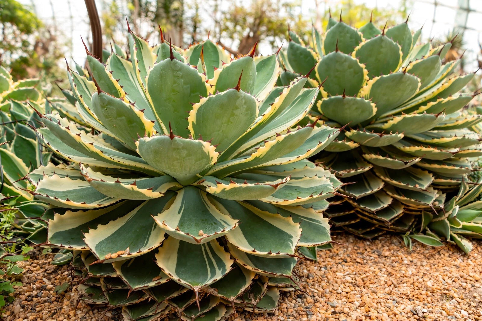 Agave applanata 'Cream Spike' – Rare Variegated Agave | Compact