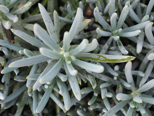 Close up of Senecio blue chalk sticks showing powdery blue cylindrical foliage and compact growth habit