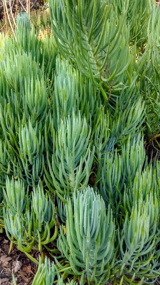 Senecio Talinoides - Narrow Leaf Chalk Stick