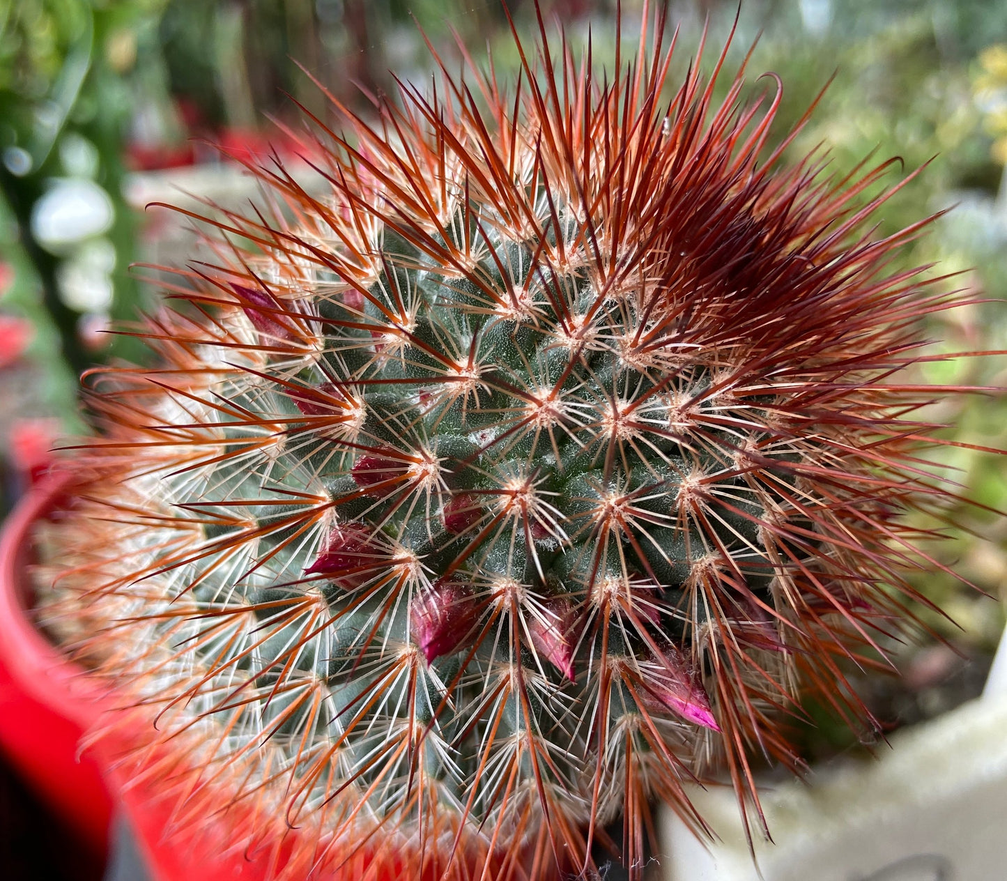 Cacti - Mammillaria Spinosissima