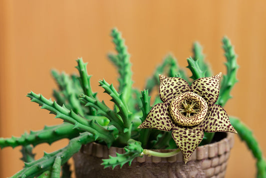 Stapelia Variegata 130mm