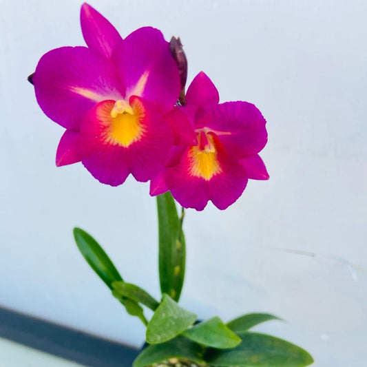Close up of Starrlyn Topaz Cattleya orchid showing vibrant pink flowers with ruffled magenta lip and classic Cattleya form