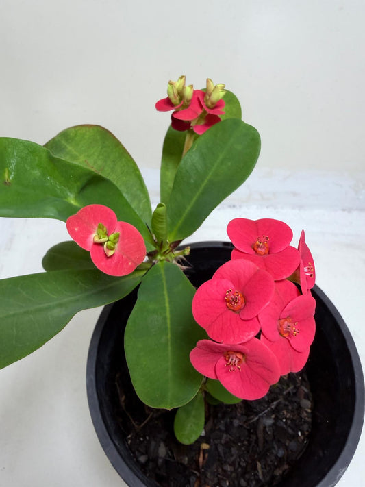 Euphorbia Milli Pink #217