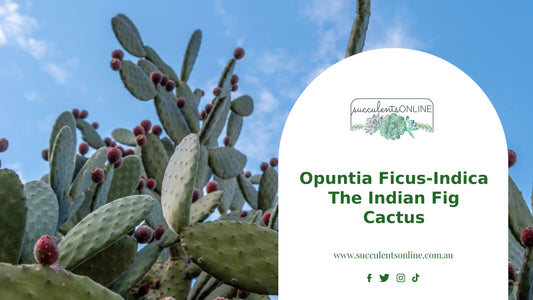 Opuntia Ficus-Indica – The Indian Fig Cactus