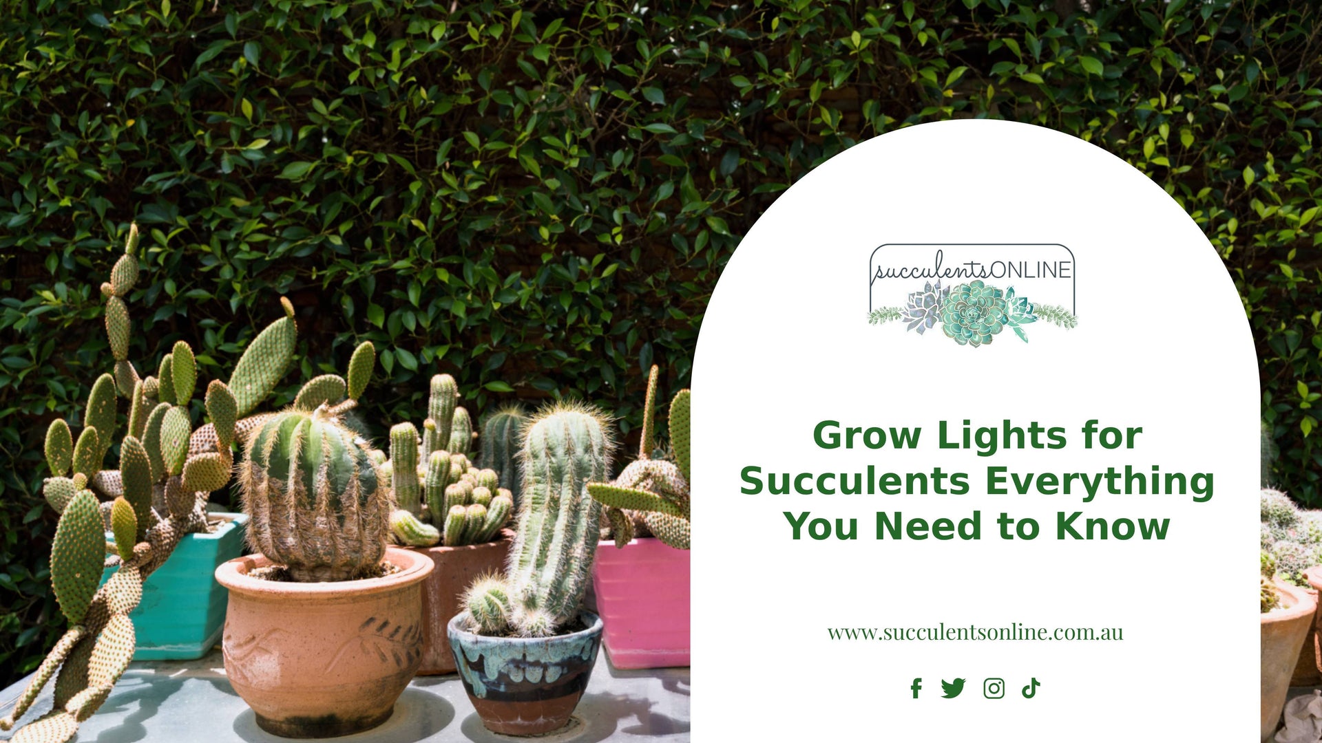 Grow Lights for Succulents in Australia | Complete Guide
