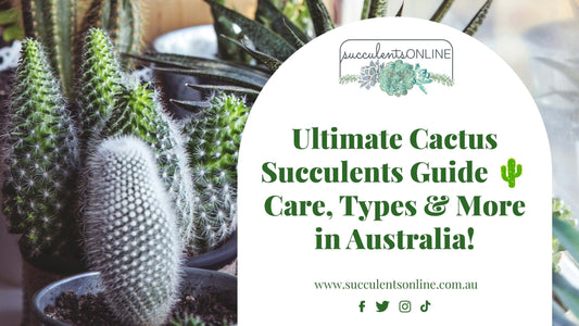 The Ultimate Guide to Cactus Succulents - Care Tips, Types, and More in Australia!