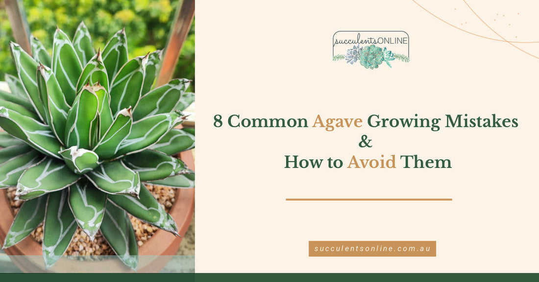 8 Common Agave Growing Mistakes and How to Avoid Them