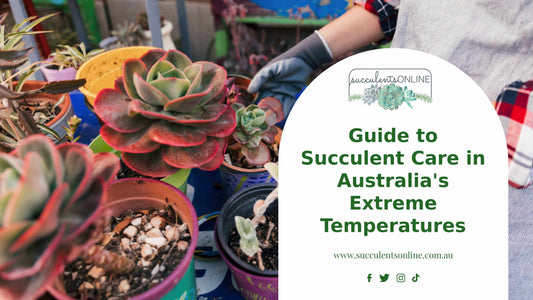 Surviving the Heat - A Comprehensive Guide to Succulent Care  in Australia's Extreme Temperatures