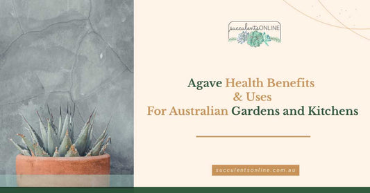 Agave Health Benefits and Uses - for Australian Gardens and Kitchens