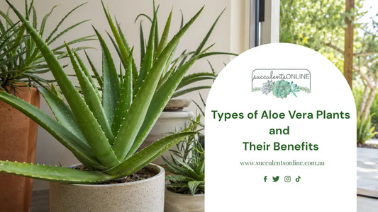 Types of Aloe Vera Plants and Their Benefits