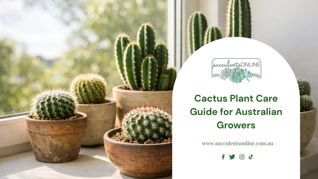 Cactus Plant Care: The Ultimate Guide for Growing