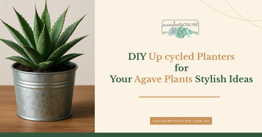 DIY Up cycled Planters for Your Agave Plants: Eco-Friendly & Stylish Ideas