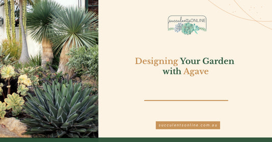 Designing Your Garden with Agave