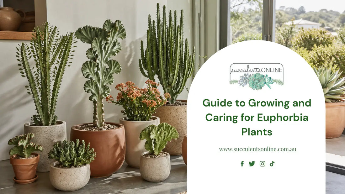 Guide to Growing and Caring for Euphorbia Plants