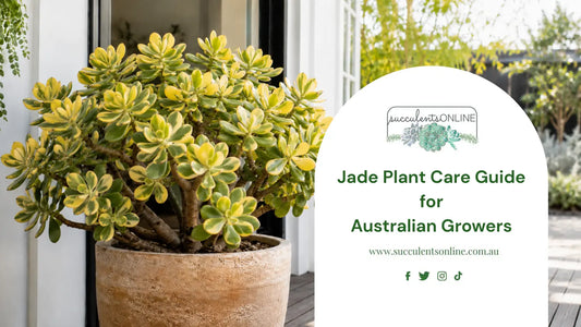 Jade Plants: Guide to Growing, Caring for and Propagating
