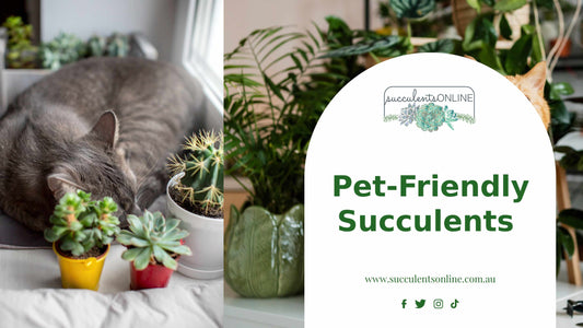 Top Pet-Friendly Succulents for a Safe, Stylish Home