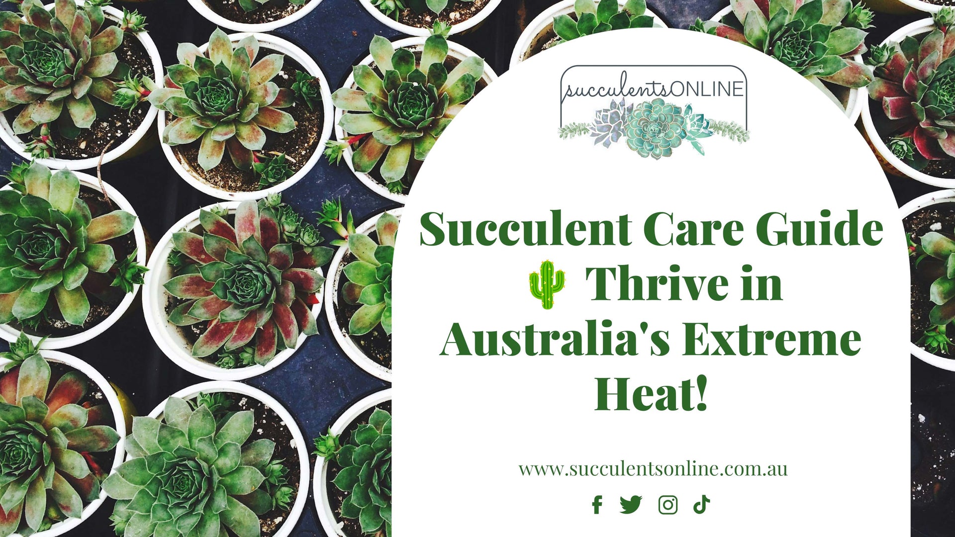 Succulent Care in Extreme Heat | Australian Summer