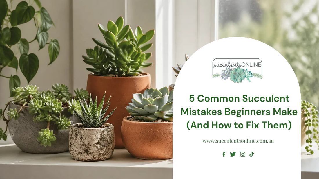 5 Common Succulent Mistakes Beginners Make (And How to Fix Them)