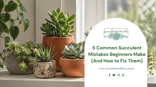 5 Common Succulent Mistakes Beginners Make (And How to Fix Them)
