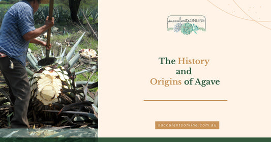 The History and Origins of Agave - A Resilient Desert Beauty for Your Garden