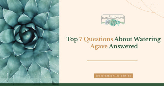 Top 7 Questions About Watering Agave Answered