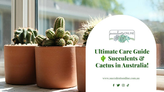Complete Guide to Caring for Succulents and Cactus in Australia