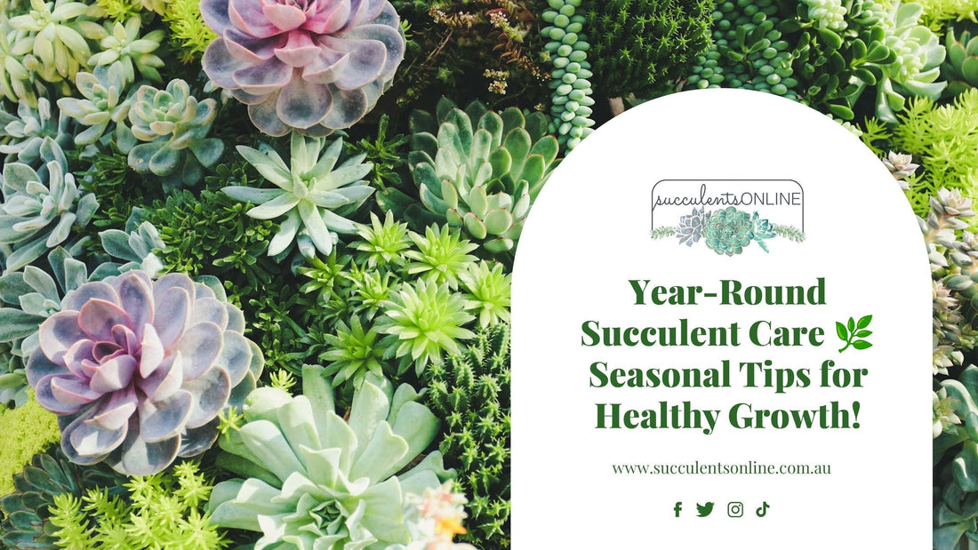 How to Succulent Care Throughout the Year - Seasonal Tips for Healthy Growth
