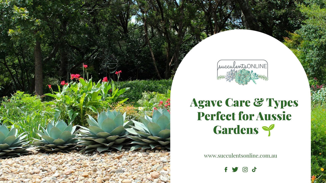 Agave Care and Types for Australian Gardens | Guide