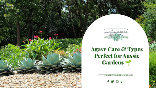 Agave Care and Types - The Perfect Succulent for Australian Gardens