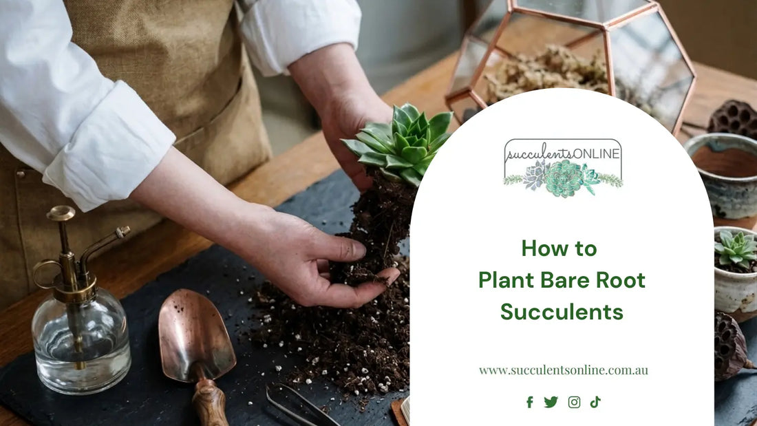 bare root succulent planting and care