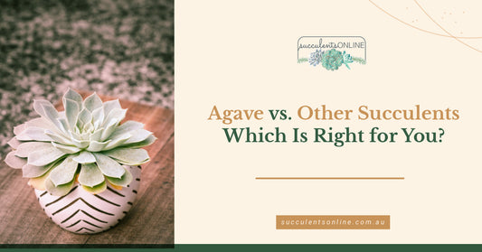 Agave vs. Other Succulents - Which Is Right for You?