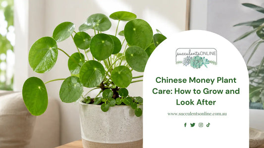 Chinese Money plant featured image 
