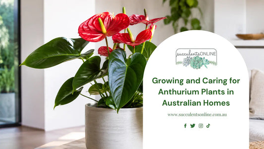 Anthurium care featured image