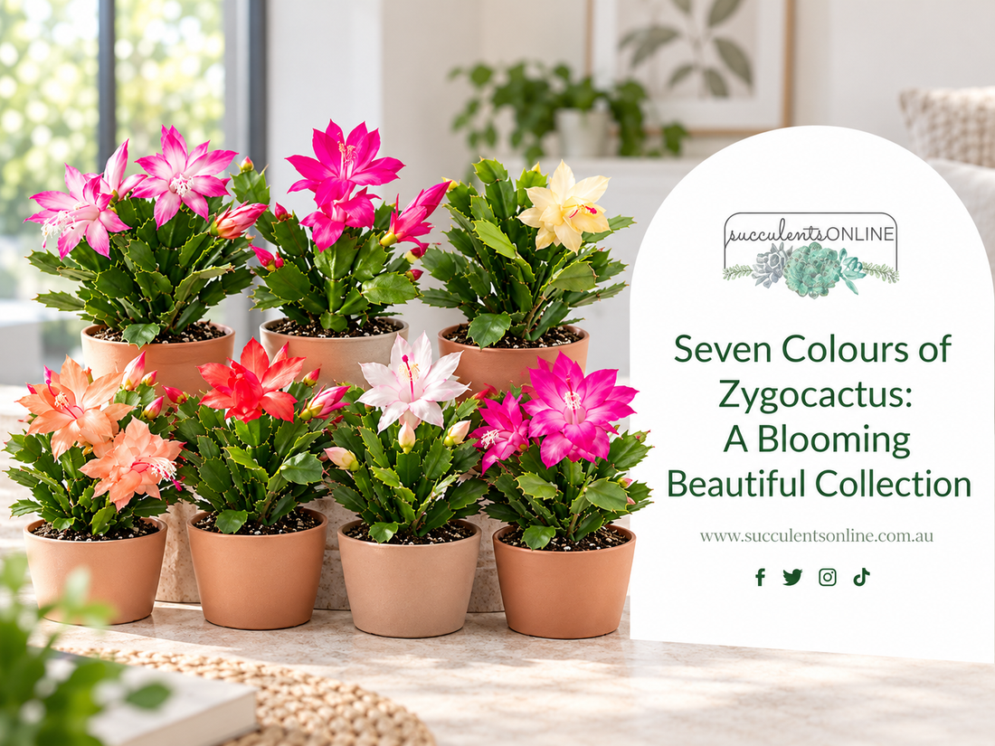 Seven Colours of Zygocactus: Growing and Care Guide – Succulents Online
