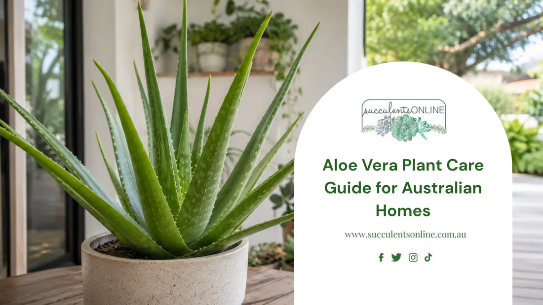 healthy aloe vera plant in a pot - featured image