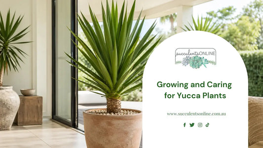 Growing and Caring for Yucca Plants